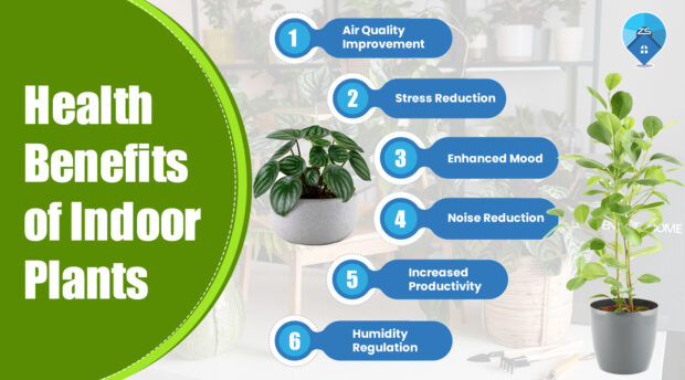Easy Indoor Plant Ideas for a Lively Space